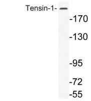 Tensin-1 Polyclonal Antibody