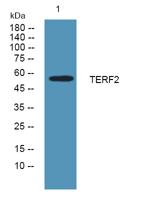 TERF2 Polyclonal Antibody