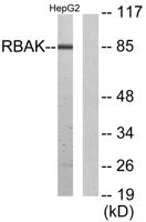 RBAK Polyclonal Antibody