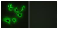 R-cadherin Polyclonal Antibody