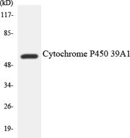 R-cadherin Polyclonal Antibody