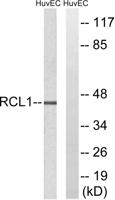 RCL1 Polyclonal Antibody