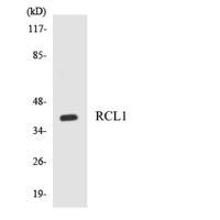 RCL1 Polyclonal Antibody