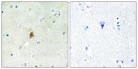 TAF II p68 Polyclonal Antibody