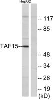 TAF II p68 Polyclonal Antibody