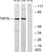 TAF5L Polyclonal Antibody