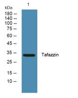 Tafazzin Polyclonal Antibody