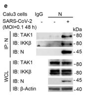 Tak1 Polyclonal Antibody