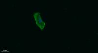 Talin-1 Polyclonal Antibody