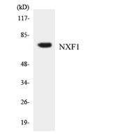 TAP Polyclonal Antibody