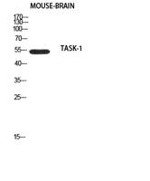 TASK-1 Polyclonal Antibody