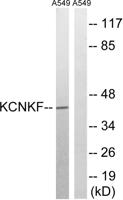 TASK-5 Polyclonal Antibody