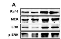 Raf-1 Polyclonal Antibody