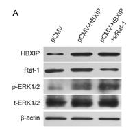 Raf-1 Polyclonal Antibody