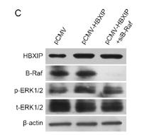 Raf-B Polyclonal Antibody