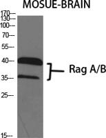 Rag A/B Polyclonal Antibody