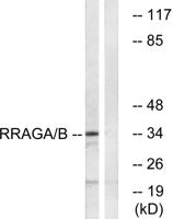 Rag A/B Polyclonal Antibody