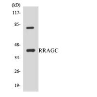 Rag C Polyclonal Antibody