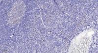 Rag C Polyclonal Antibody