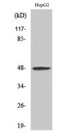 RAGE Polyclonal Antibody