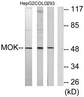 RAGE Polyclonal Antibody