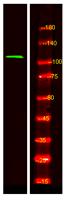 RAIN Polyclonal Antibody