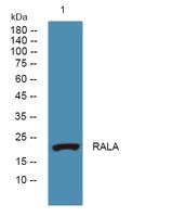 RALA Polyclonal Antibody