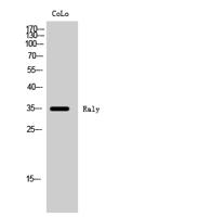 Raly Polyclonal Antibody