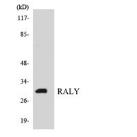 Raly Polyclonal Antibody