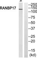 Ran BP-17 Polyclonal Antibody