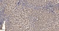 Ran BP-6 Polyclonal Antibody