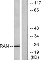 Ran Polyclonal Antibody