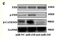 Frizzled-5/8 Polyclonal Antibody