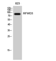 RFWD3 Polyclonal Antibody