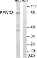 RFWD3 Polyclonal Antibody