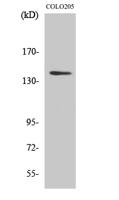 RGAG1 Polyclonal Antibody