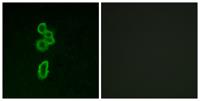 Frizzled-6 Polyclonal Antibody