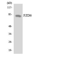 Frizzled-6 Polyclonal Antibody