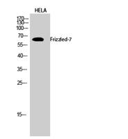 Frizzled-7 Polyclonal Antibody