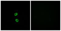 Frizzled-7 Polyclonal Antibody