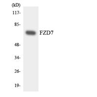 Frizzled-7 Polyclonal Antibody