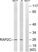 Rap 2C Polyclonal Antibody