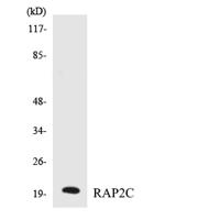 Rap 2C Polyclonal Antibody