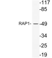 RAP1 Polyclonal Antibody