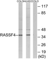 RASSF4 Polyclonal Antibody