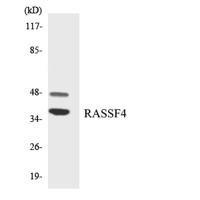 RASSF4 Polyclonal Antibody