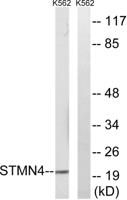 RB3 Polyclonal Antibody