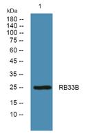 RB33B Polyclonal Antibody