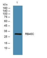 RB40C Polyclonal Antibody