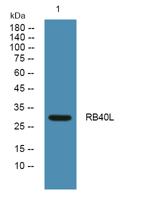 RB40L Polyclonal Antibody